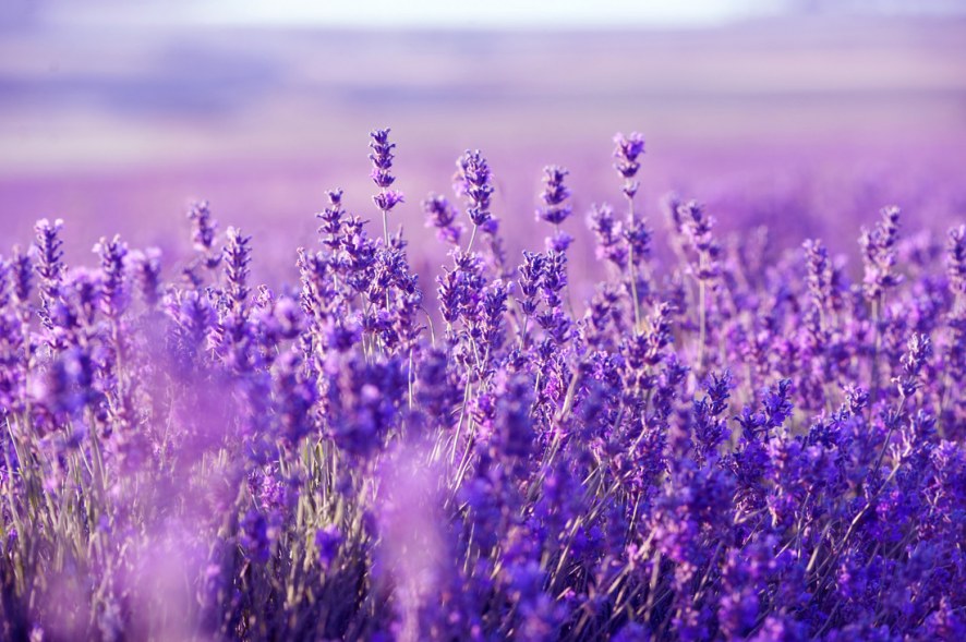 Properties of Lavender that ... you may not know!